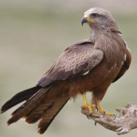 Black Kite Milvus migrans